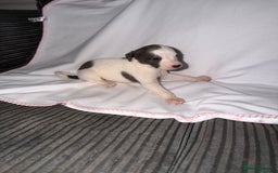Whippet dogs for sale: Whippet pups for sale  - Advert 6
