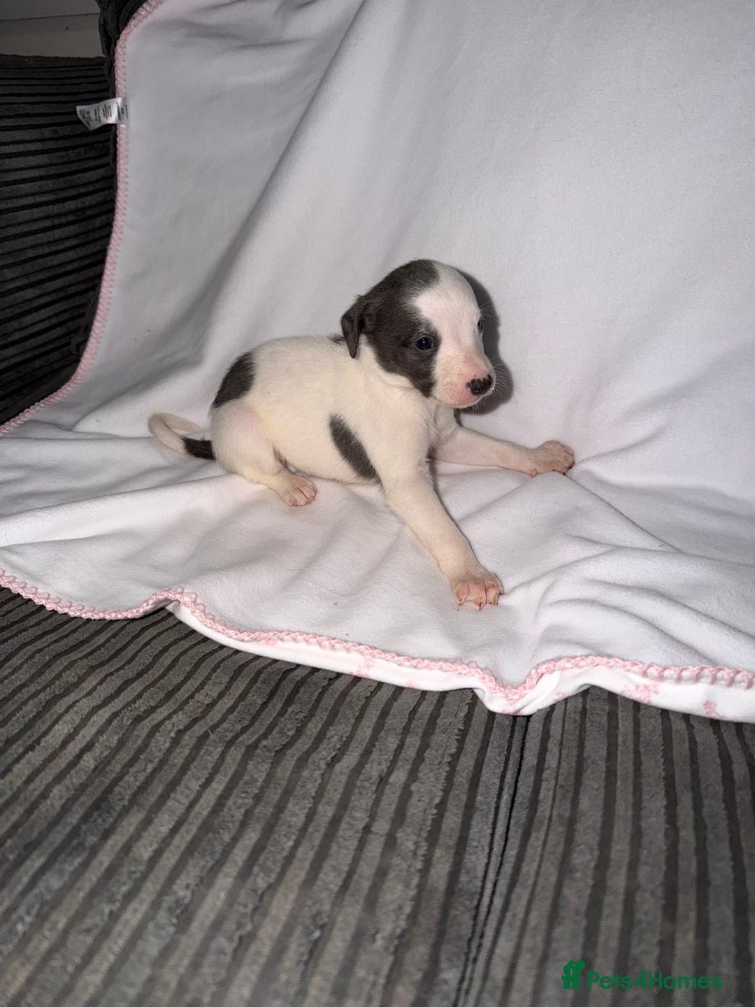 Whippet dogs for sale: Whippet pups for sale  - Advert 6