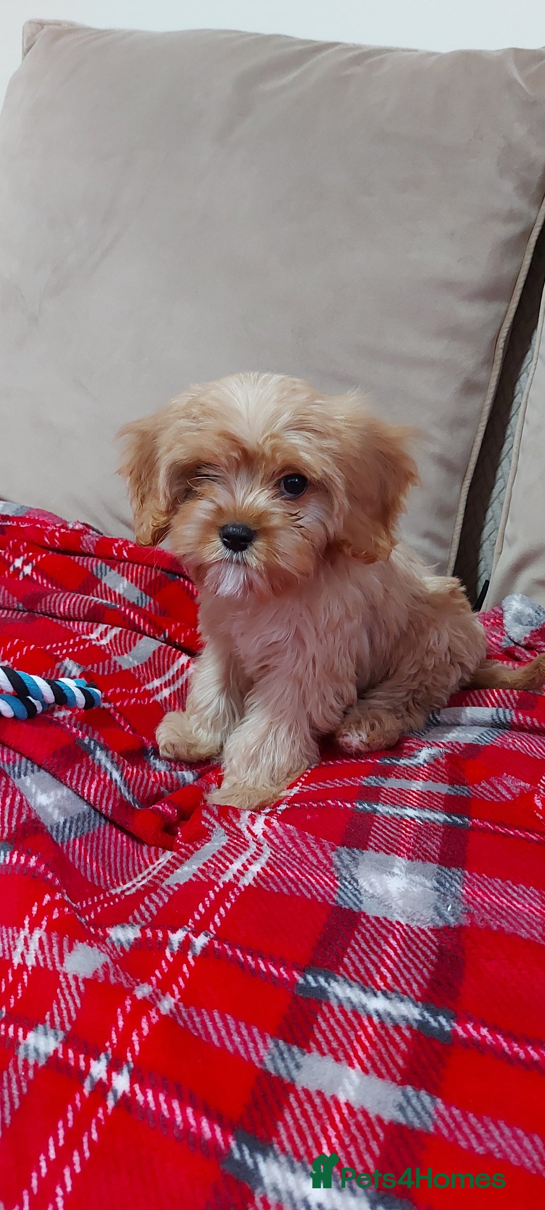 Cavachon dogs for sale: Teddy bear  male  cavachon puppy for sale - Advert 29
