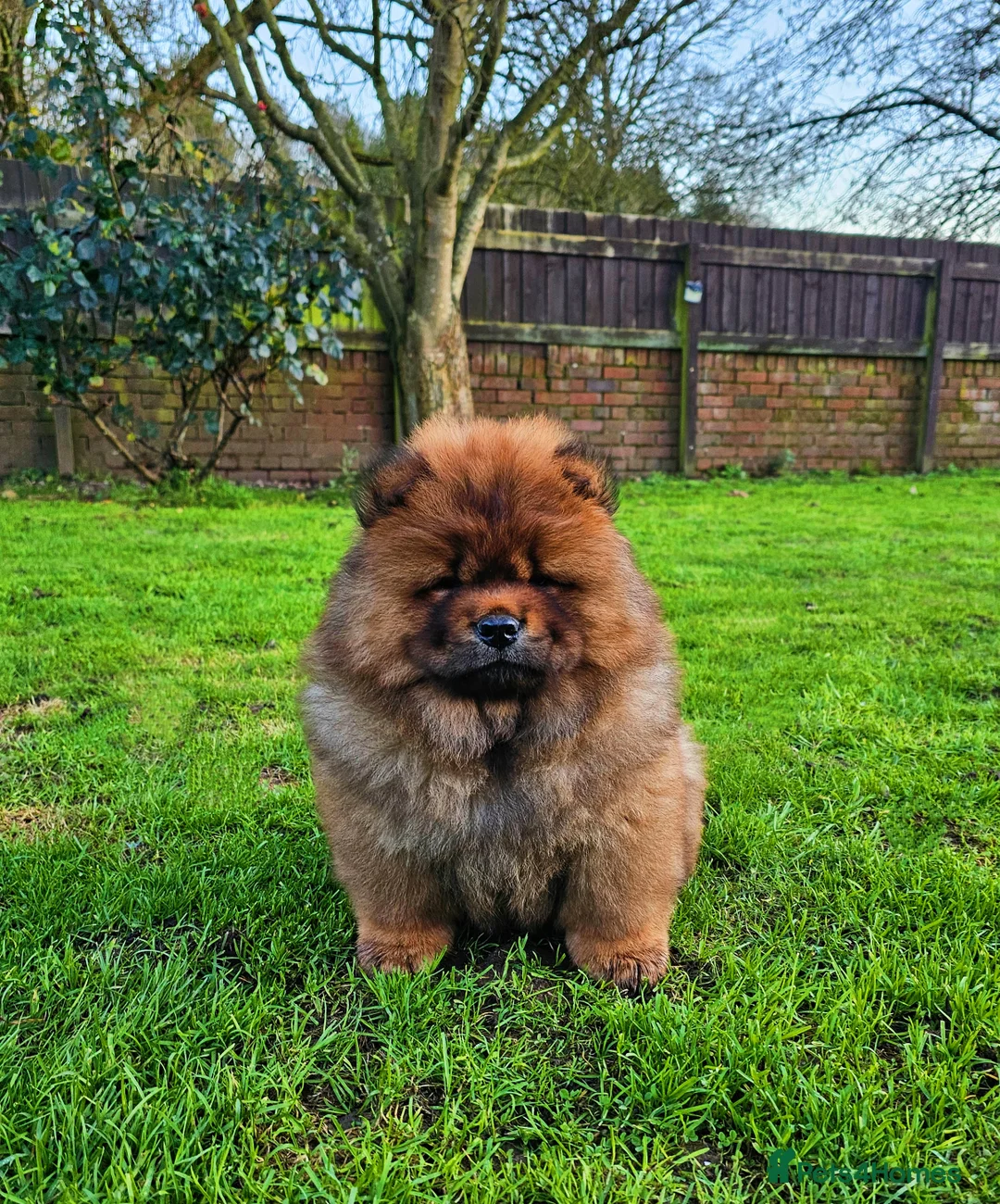 Chow Chow dogs for sale: Crufts parent pedigree  - Advert 2