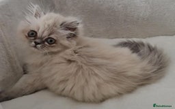 Persian cats for sale: Persian Kittens Looking For New Home - Image 20