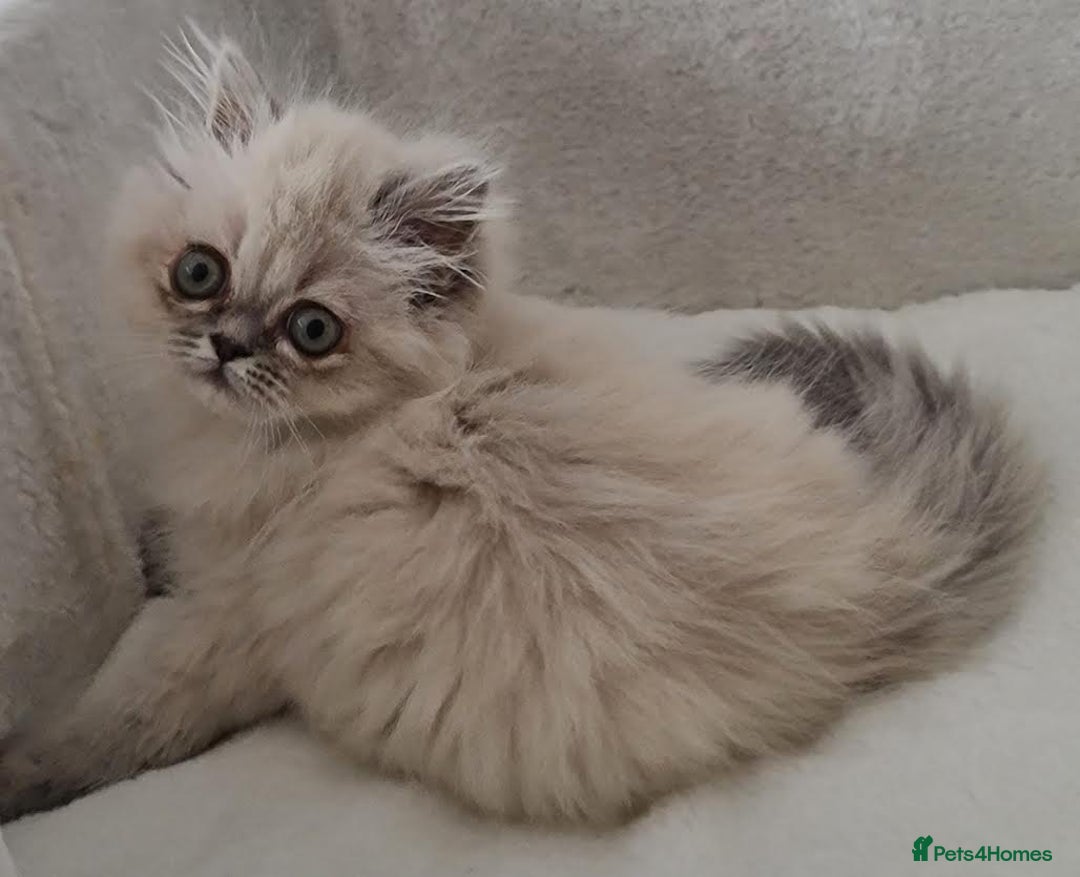 Persian cats for sale: Persian Kittens Looking For New Home - Image 20