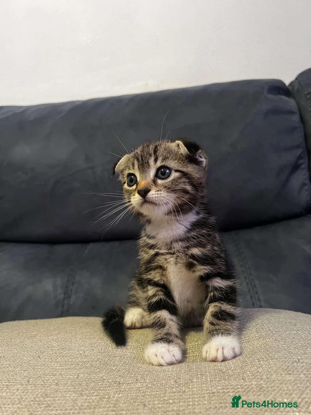 Scottish Fold cats for sale: Scottish Fold Kittens/Ginger+Mixed  - Advert 2