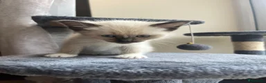 Ragdoll 3