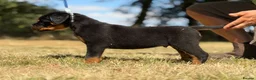 Rottweiler dogs for sale: ⭐️ Best Breeding in the UK 🇬🇧 ⭐️ - Advert 15