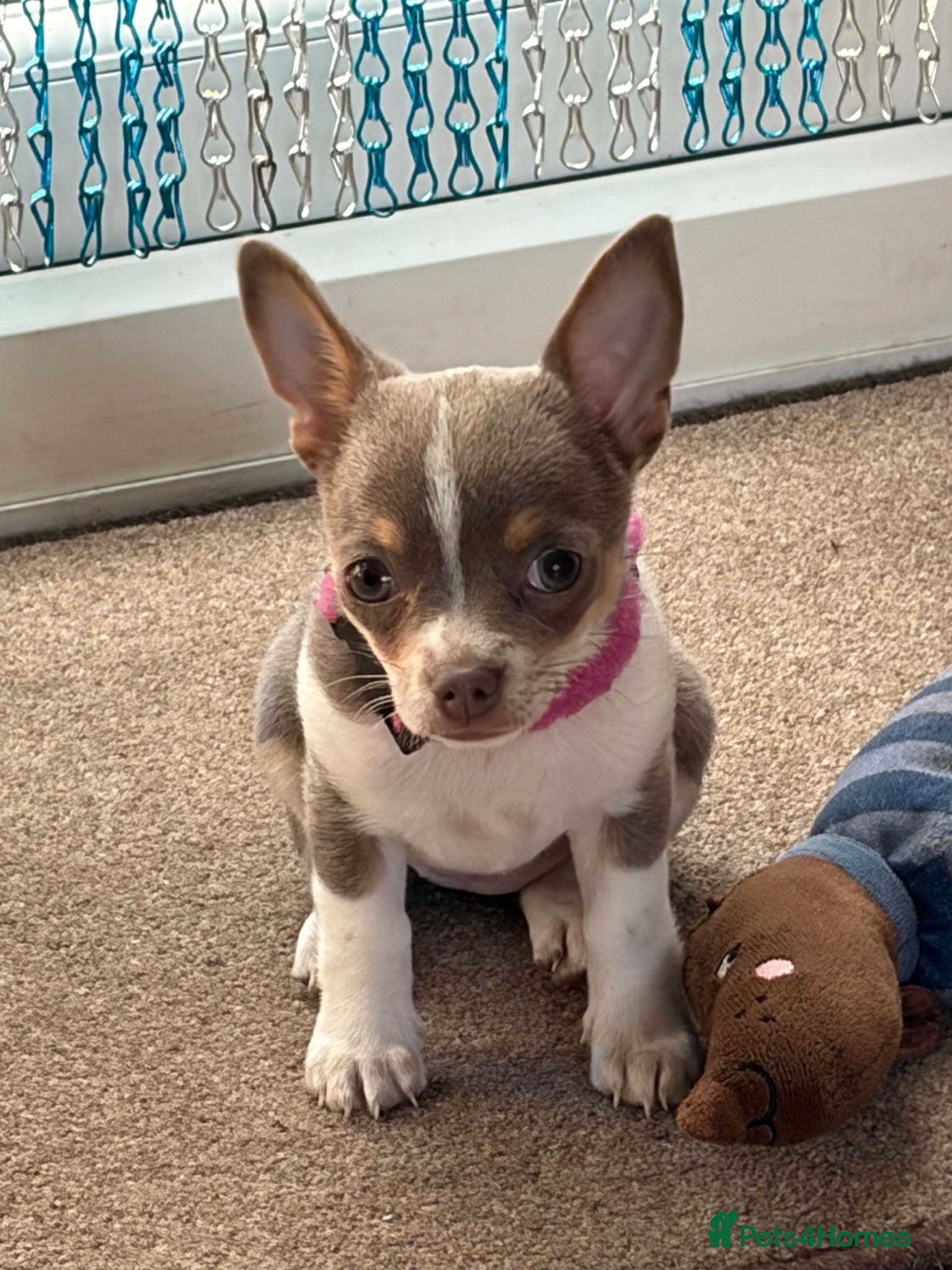 Chihuahua dogs Lilac girl  - Advert 11