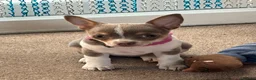 Chihuahua dogs for sale: Lilac girl  - Advert 1