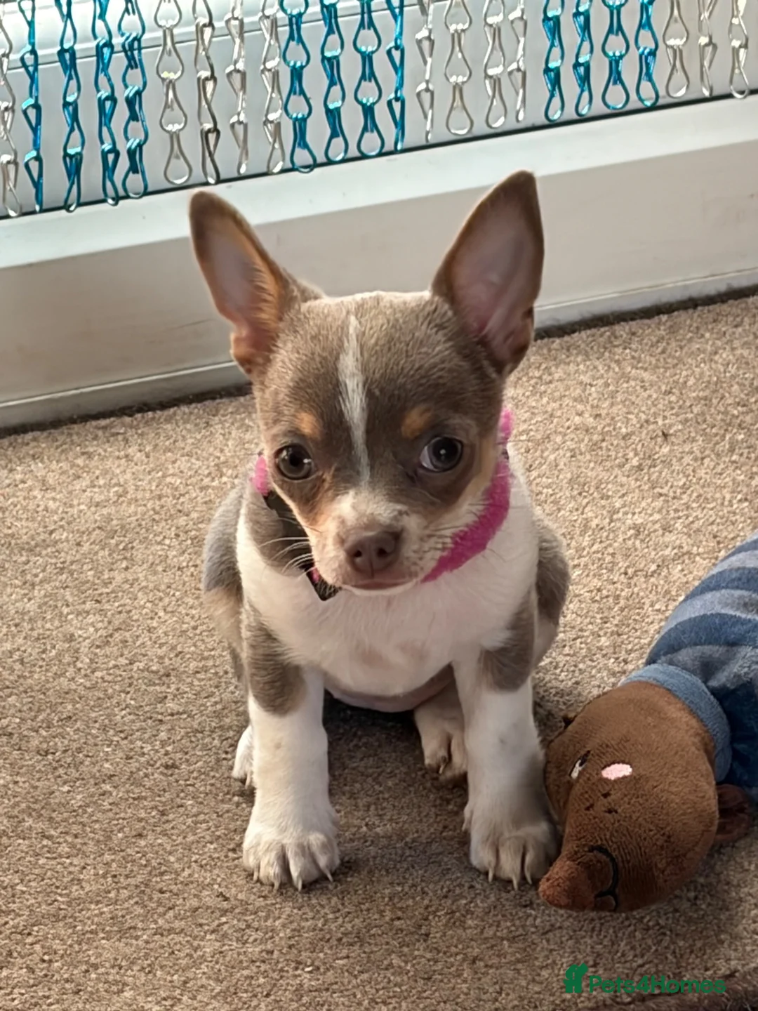 Chihuahua dogs for sale: Lilac girl  - Advert 1