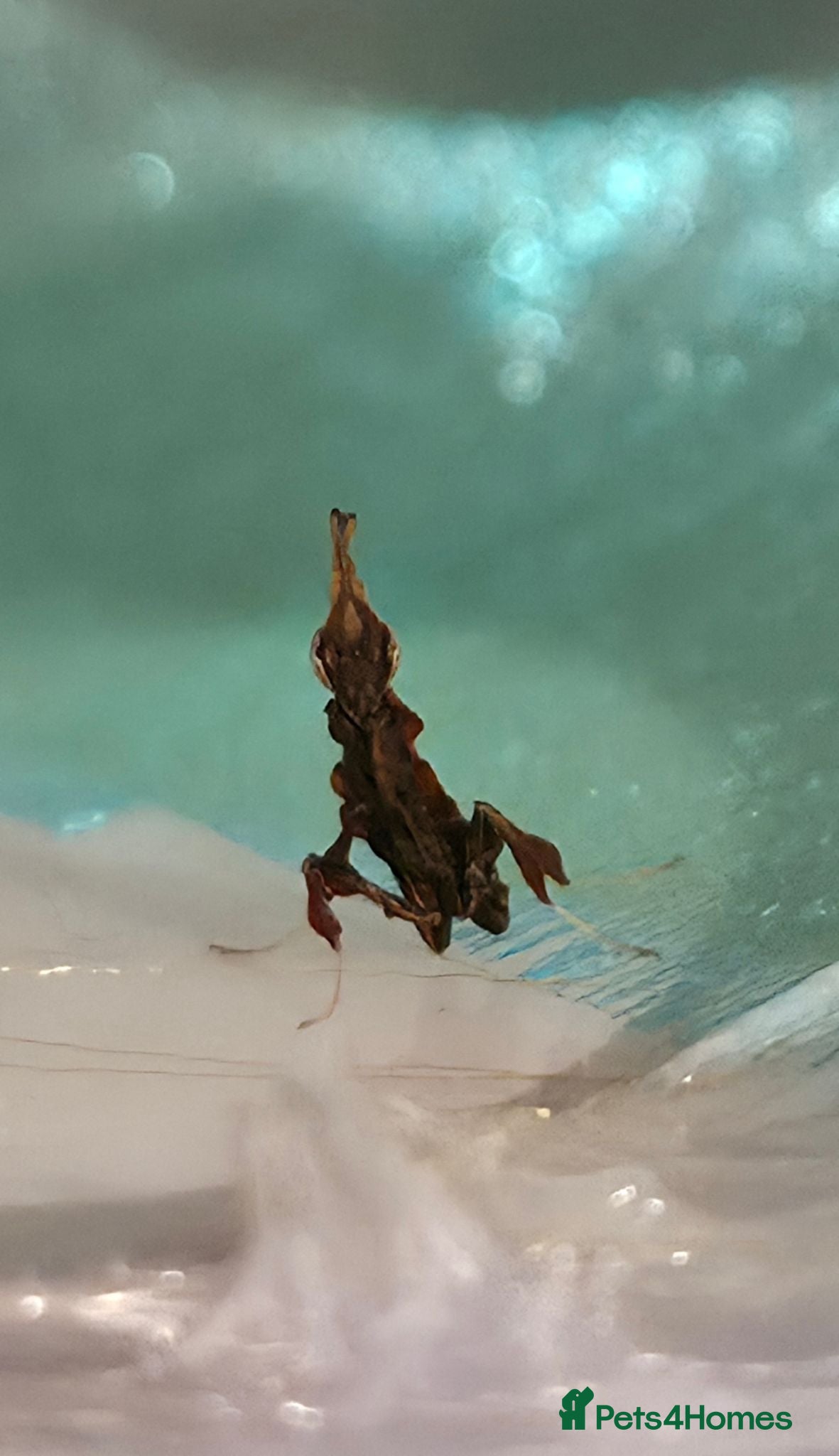 Praying Mantis invertebrates Ghost Mantis Nymph L2/3  - Advert 13