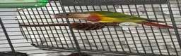 Conures birds for sale: pineapple cheek conure in Gloucester - Advert 4