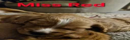 Cocker Spaniel dogs for sale: Stunning Cocker Spaniel puppies 🩷 - Advert 9