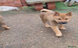 Japanese Shiba Inu dogs for sale: Shiba Inu Girls Puppies - Image 3