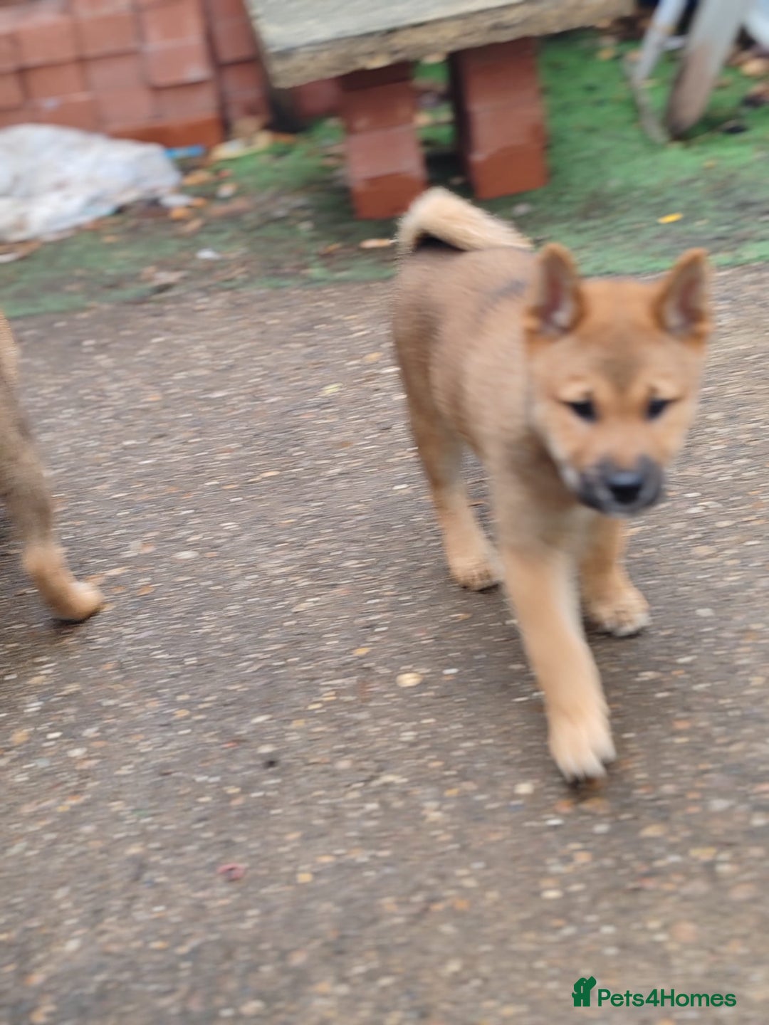 Japanese Shiba Inu dogs for sale: Shiba Inu Girls Puppies - Image 3