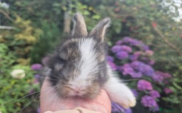 Angora rabbits for sale: 😍Large Angora babies- parents imported from 🇫🇷  - Image 11