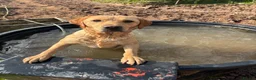 Labrador Retriever dogs for sale: Kc reg health tested Labrador pups  in Bideford - Advert 23