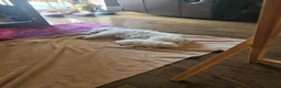 Maltese dogs for sale: EXQUISITE 5STAR TOY MINIATURE KOREAN MALTESE PUPPY - Advert 18