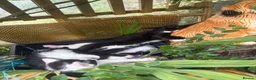 Mixed Breed cats for sale: Kittens ready for their forever home  - Advert 4