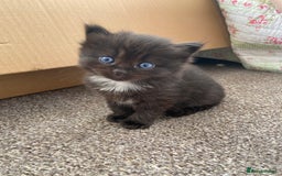 Ragdoll cats for sale: Adorable Ragdoll x Chinchilla Tabby - Image 19