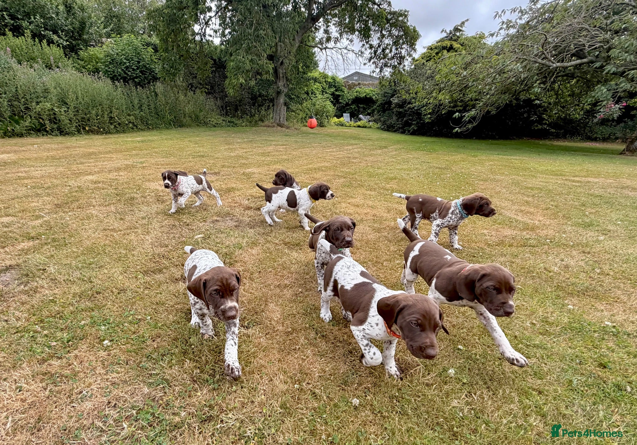 German Shorthaired Pointer dogs KC Registered German Shorthaired Pointer Puppies - Advert 1