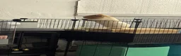 Guinea Pig rodents for sale: MALE older  guinea pig “biscuit”  in Birmingham - Advert 7