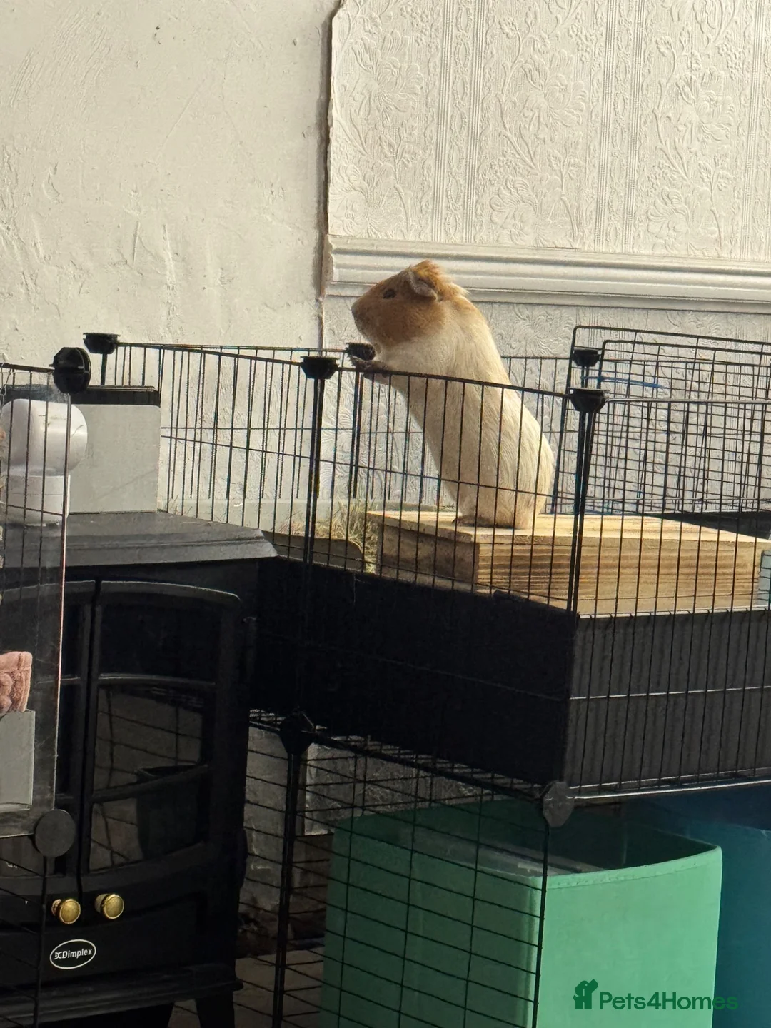 Guinea Pig rodents for sale: MALE older  guinea pig “biscuit”  in Birmingham - Advert 7