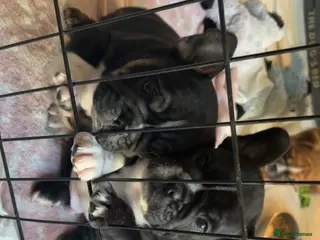 Mixed Breed dogs Frenglish - Advert 3