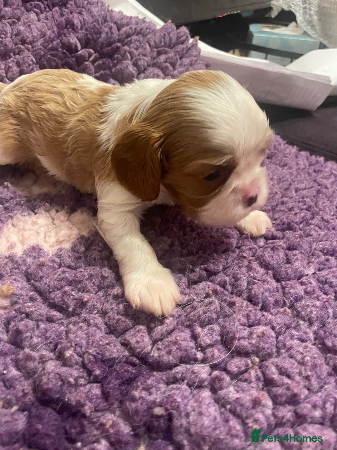Cavalier King Charles Spaniel dogs for sale: Specialist Health Tested Cavalier King Charles  - Advert 32