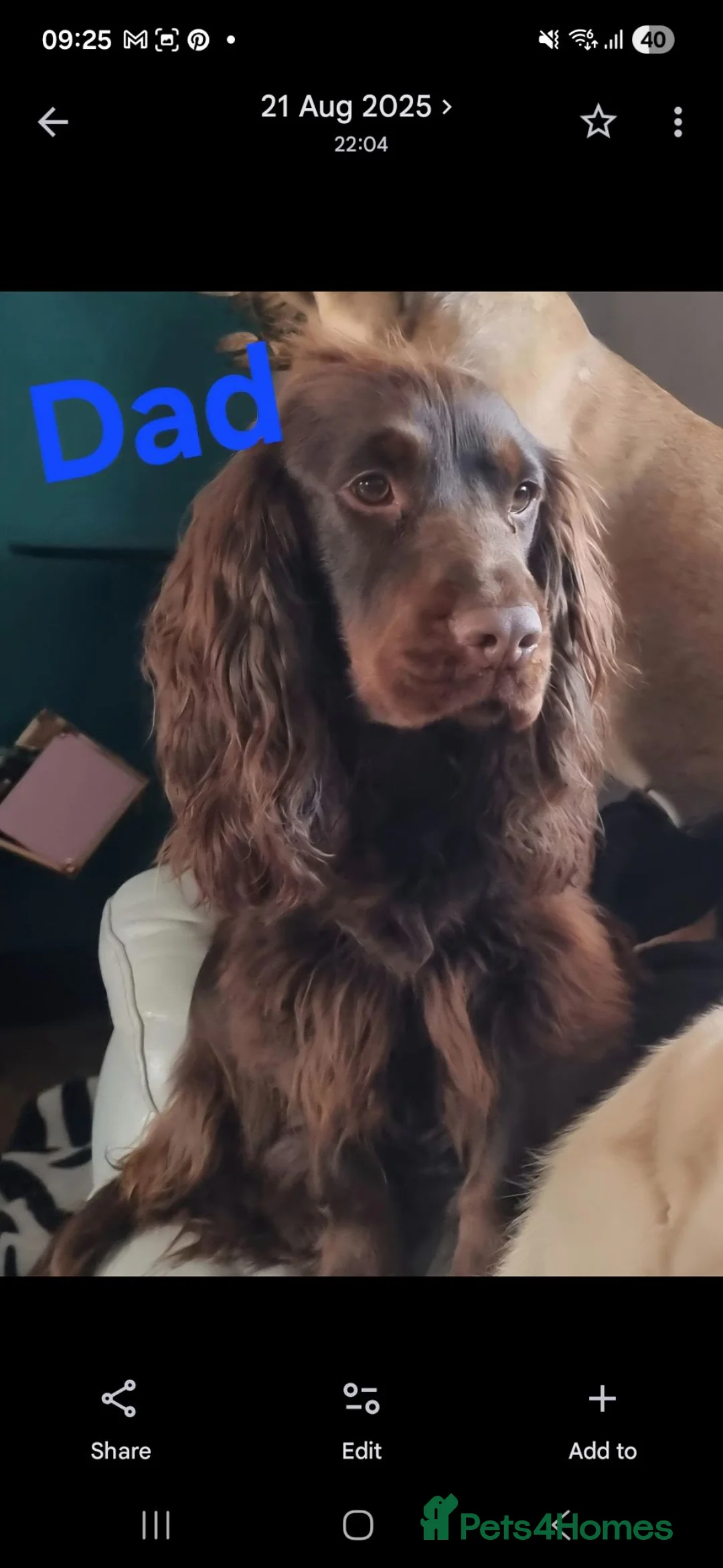 Mixed Breed dogs for sale: Cockerpom puppys 🐶 - Advert 16