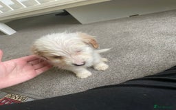 Mixed Breed dogs for sale: Two male cocker spaniel/shih tzu pups - Image 4