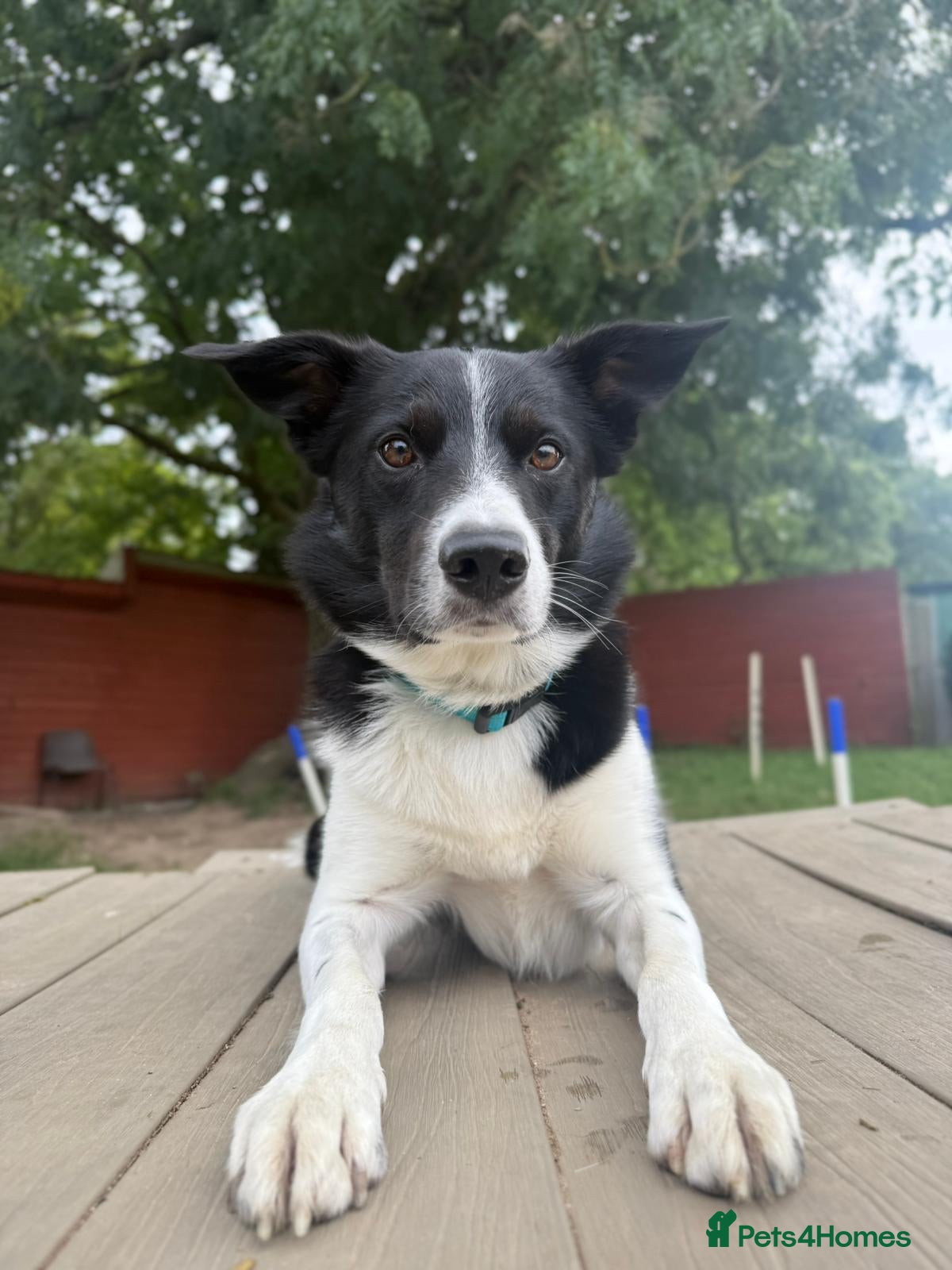 Border Collie dogs Gentle active pet border collie - Advert 2