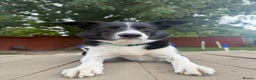 Border Collie dogs for sale: Gentle active pet border collie - Advert 1