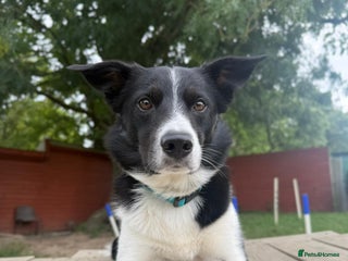 Border Collie dogs Gentle active pet border collie - Advert 2