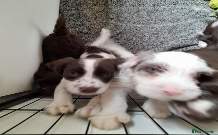 Sproodle dogs - Advert 1