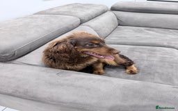 Cocker Spaniel dogs for sale: Working Cocker Spaniel Bitch - Image 2