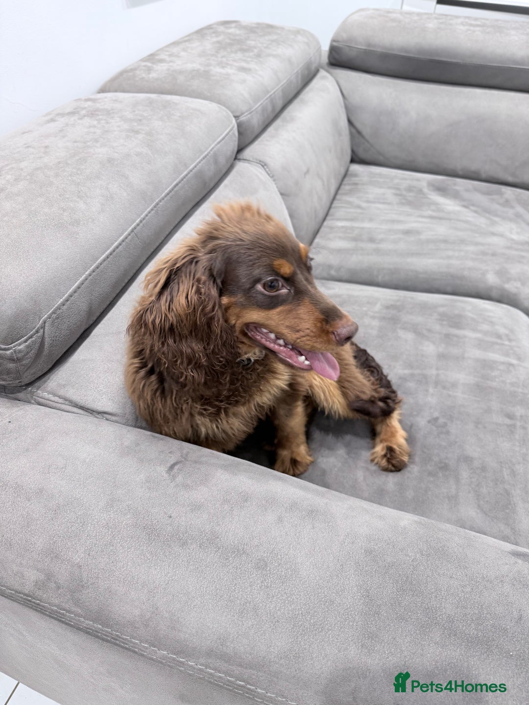 Cocker Spaniel dogs for sale: Working Cocker Spaniel Bitch - Image 2