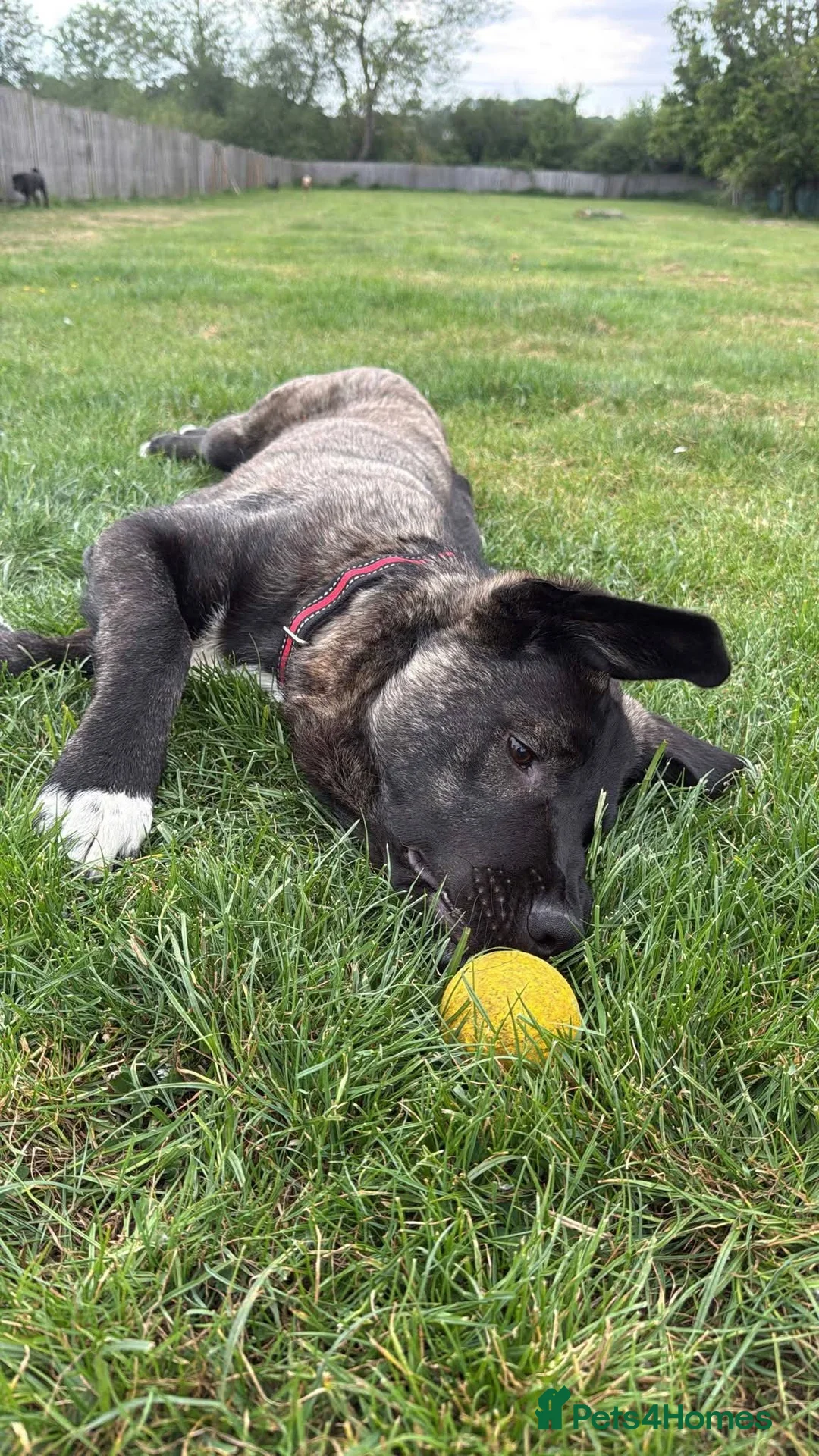 Mixed Breed dogs for adoption: Meet Knight,currently residing in Essex in Romford - Advert 6