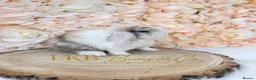 Mini Lop rabbits for sale: 🌟 PEDIGREE MINI LOPS 🌟 - Advert 3