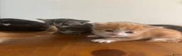 Mixed Breed cats for sale: Adorable Kittens for Sale in Thornton Heath - Advert 6