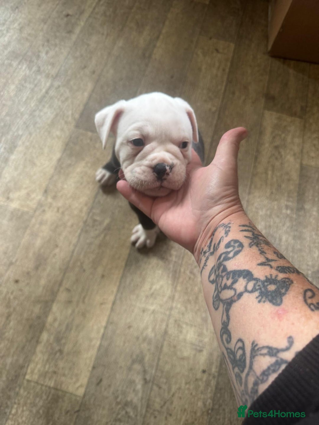 Olde English Bulldogge dogs for sale: English bulldogs  - Image 24