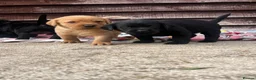 Labrador Retriever dogs for sale: Beautiful Black/yellow/Red Labrador Puppies - Advert 3