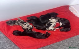 Mixed Breed dogs for sale: Shihpoo X Cocker Spaniel pups - Image 2