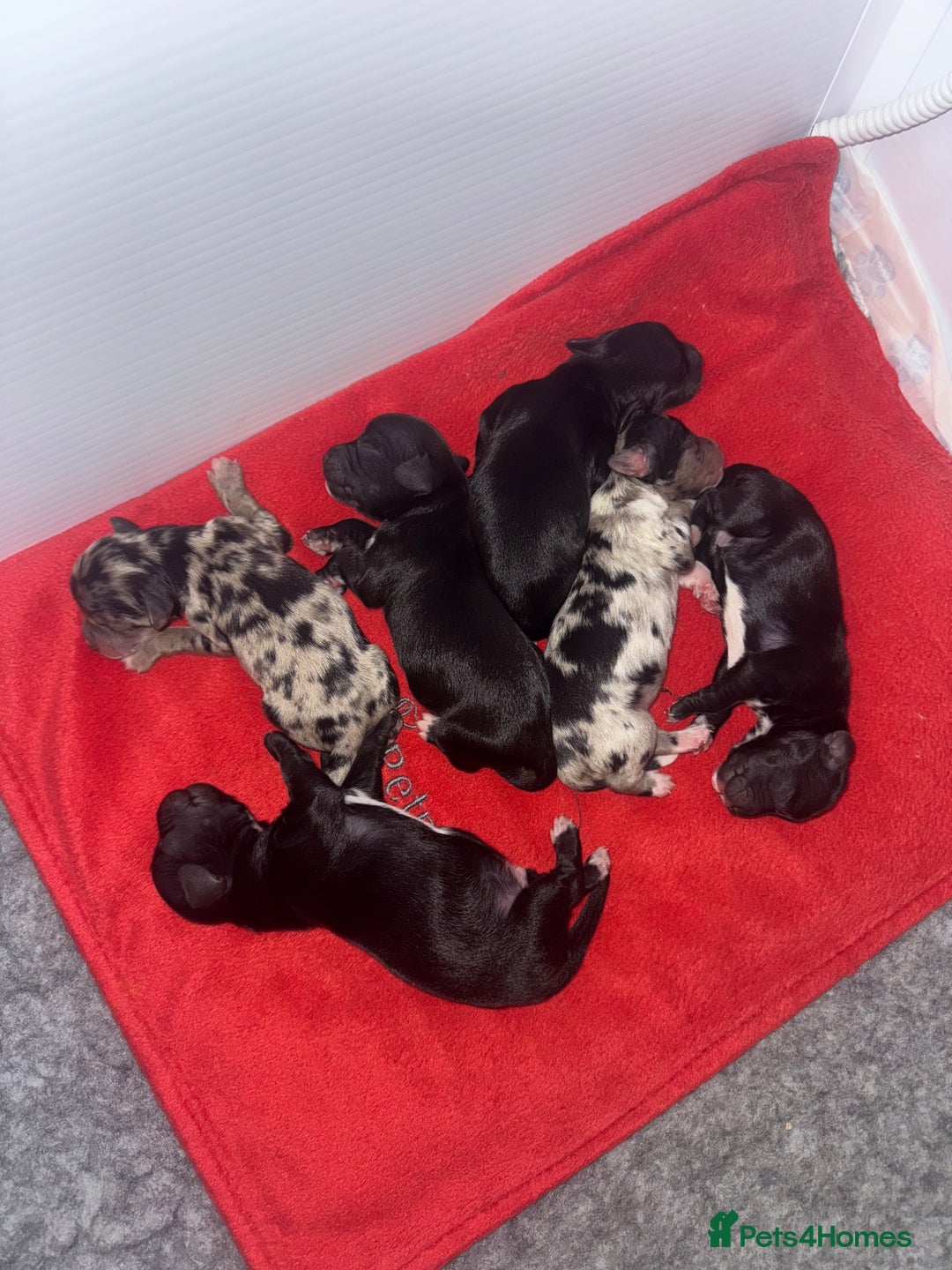 Mixed Breed dogs for sale: Shihpoo X Cocker Spaniel pups - Image 2