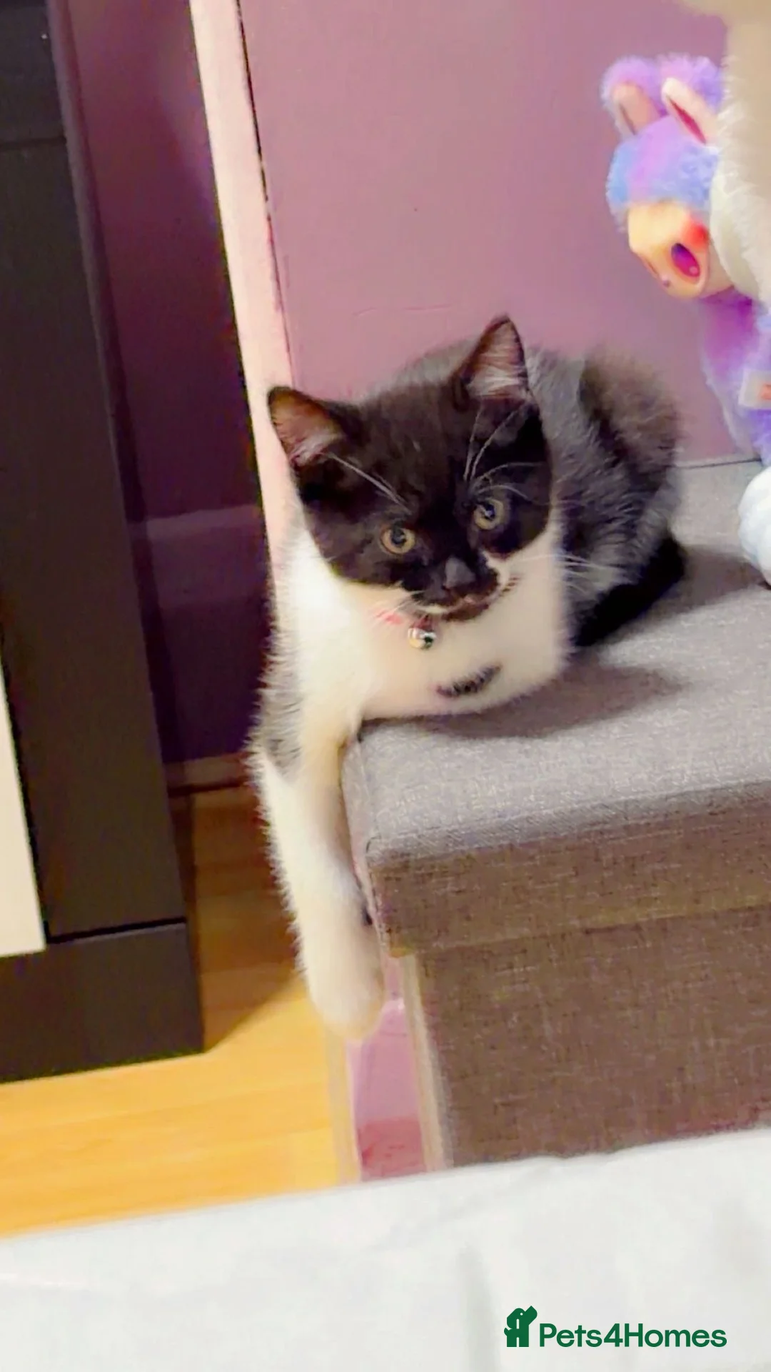 British Shorthair cats for sale: British short hair kitten  - Advert 4