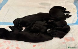 Labrador Retriever dogs for sale: 10 black Labrador puppies  - Image 2