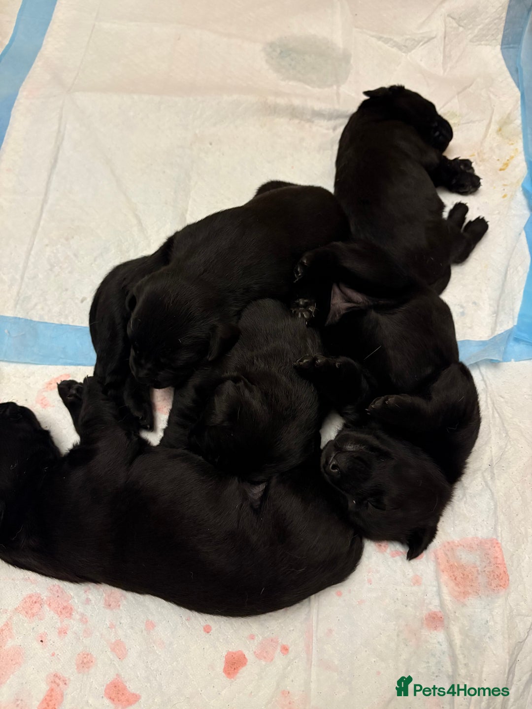 Labrador Retriever dogs for sale: 10 black Labrador puppies  - Image 2