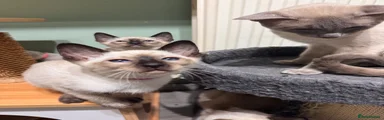 Siamese 2