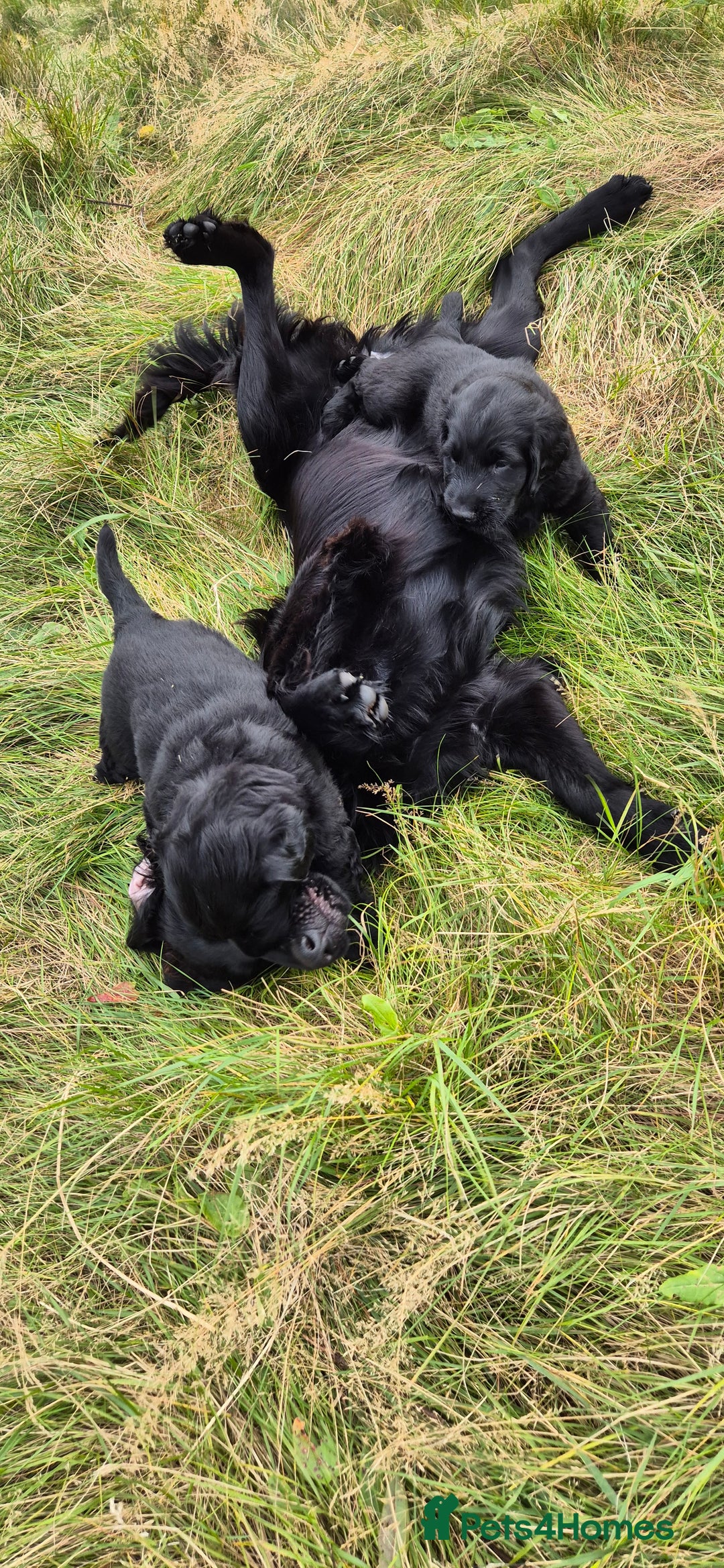 Flat coated Retriever dogs for sale: Flat coat retriever  - Image 21