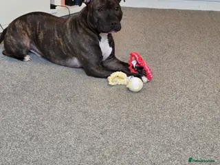 Staffordshire Bull Terrier dogs Reggie: Loyal Family Dog - Advert 2