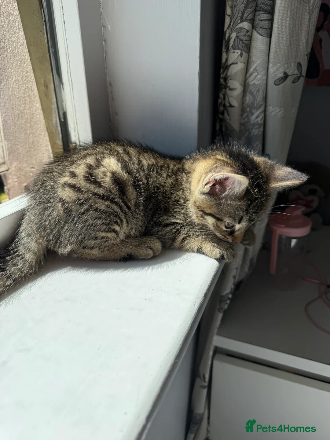 Mixed Breed cats for sale: Beautiful bengal cross kittens in Edinburgh - Advert 2