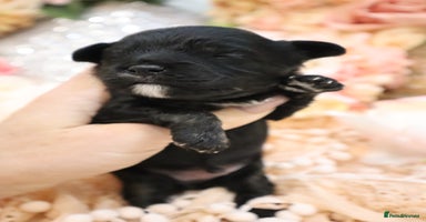 Cavapoo dogs - Advert 2